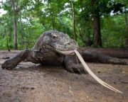 Egy évre lezárhatják a Komodo-szigetet a turisták előtt