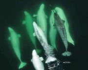 Először azonosítottak narvál-beluga hibridet a kutatók 