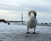 Országos fotópályázat a madarak és a víz kapcsolatáról