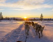 Különleges szánhúzó kutyák segítettek az inuit hódítóknak