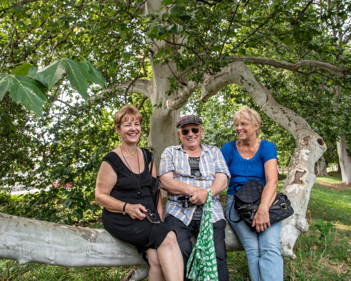 Októberig lehet szavazni Az Év Fájára