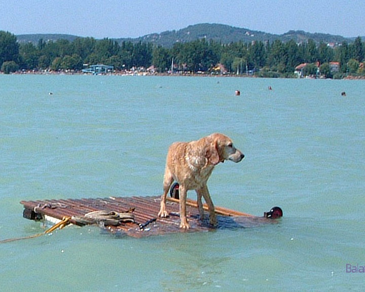 Rekordszámú jelentkező a Balaton-átevezésre