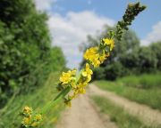 Ruhára tapadt magokkal is terjednek az inváziós növényfajok