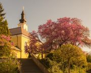 Február végéig lehet szavazni az Európai év fája verseny jelöltjeire