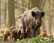 Óvatosságra intik a túrázókat a vaddisznók ellési időszaka miatt