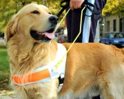 Fülöp Attila: segítő- és terápiás kutyákat kiképző szervezeteknek nyílt pályázati lehetőség