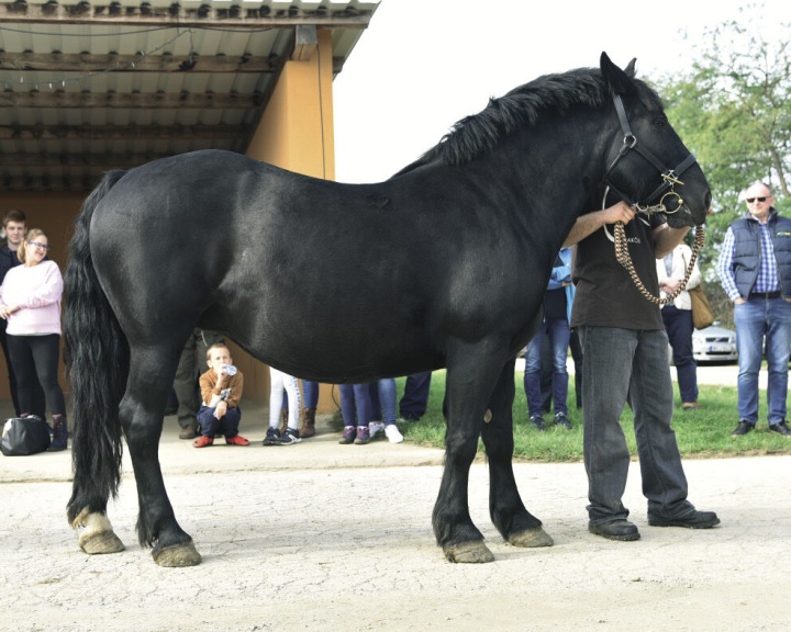 Már pályázható az őshonos állatfajták megőrzését segítő támogatás