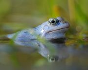 Átfogó elemzés készült az európai édesvízi biodiverzitás védelmének legfontosabb szempontjairól