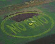 Végső megállapodás előtt a GMO-k termesztésének tagállami tiltásában