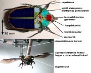 Kiborg kémek lesznek a bogarak