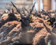 Megújultak a Duna-Dráva Nemzeti Park állattartó telepei