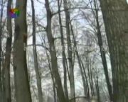 Az erdészet téli munkái... (Szőnyi János, Vass István)
